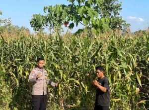 Bhabinkamtibmas Polsek Gondang Sambangi Petani Jagung, Dukung Program Ketahanan Pangan